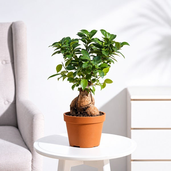 Ficus Bonsai - Plant