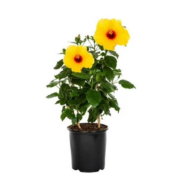Hibiscus (Yellow) Plant in 10 inch Grow Bag