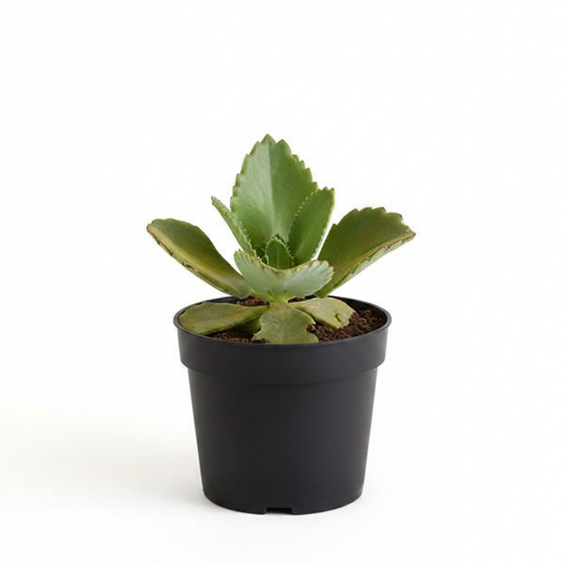 Kalanchoe daigremontiana - Succulent Plant