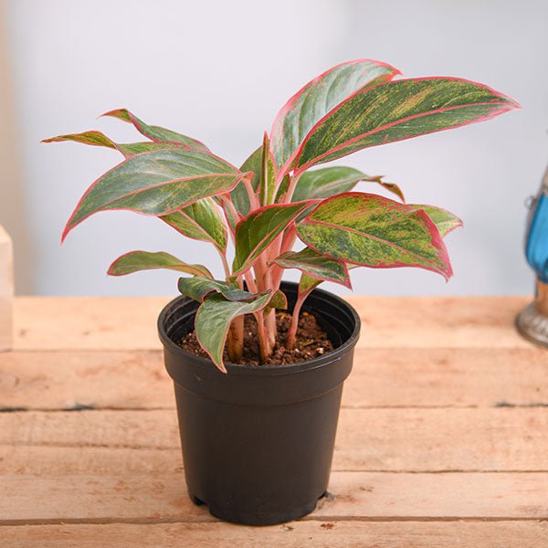 Aglaonema siam aurora, Aglaonema lipstick Plant in 5 inch (13 cm) Pot
