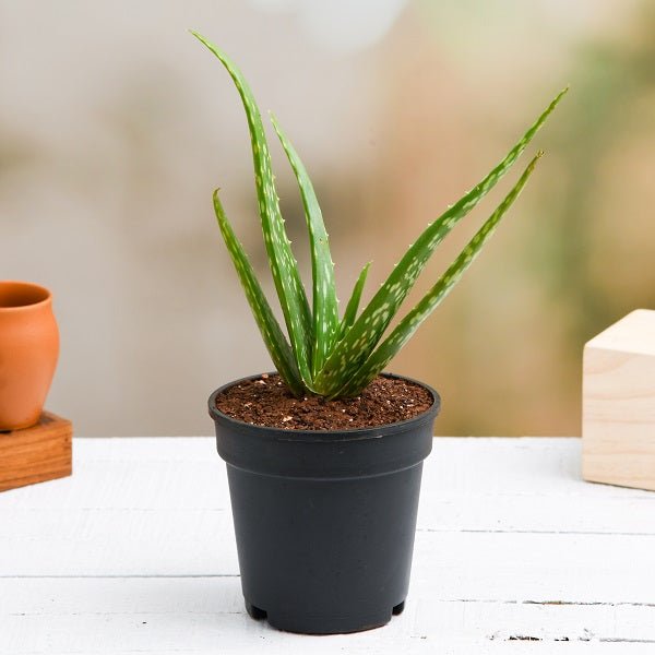 4 inch aloe vera plant Buy Aloe vera Succulent Plant in 4 inch Pot online from Nurserylive at lowest price