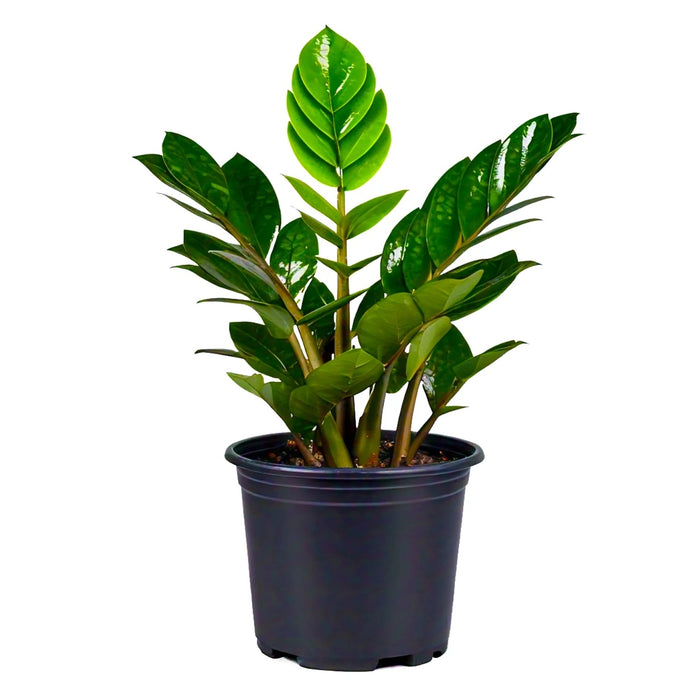 Zamioculcas zamiifolia, ZZ Plant Plant in 4 inch Pot