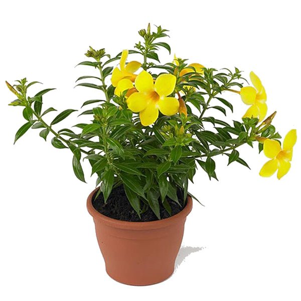 Allamanda Creeper, Pentalinon luteum (Yellow) - Plant