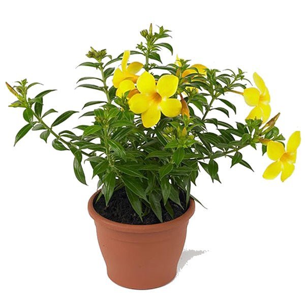 Beautiful Flower Garden in a Balcony