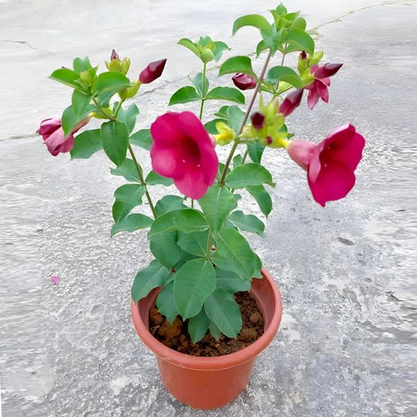 allamanda plant fertilizer Buy Allamanda Tiger (Pink) Plant in 10 inch Grow Bag online from Nurserylive at lowest price