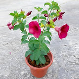 Allamanda Tiger (Peach Orange) - Plant