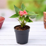 Anthurium (Pink) - Plant