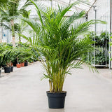 Areca Palm - Plant