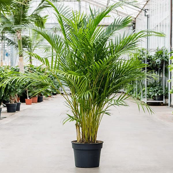 Areca Palm Plant in 6 inch Pot