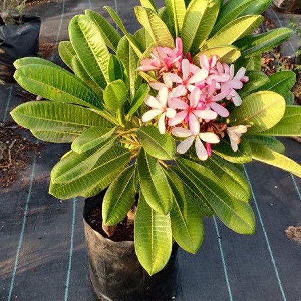 Plumeria, Champa (Pink) Plant in 10 inch Grow Bag