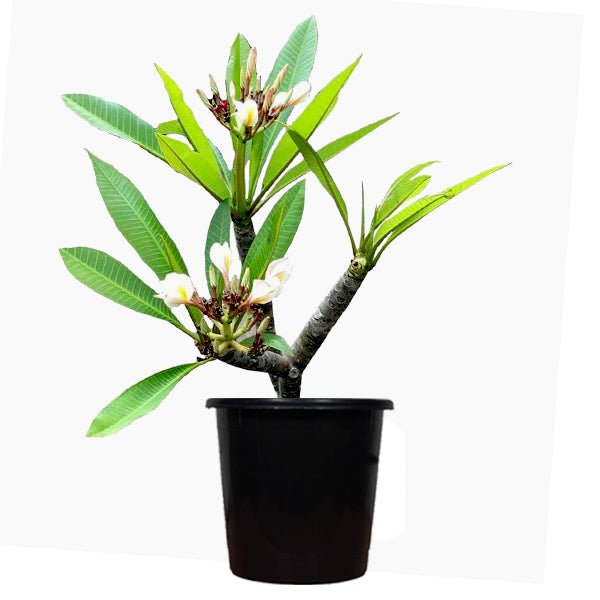Plumeria, Champa (White) Plant in 10 inch Grow Bag