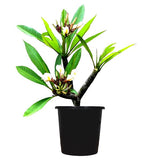 Plumeria, Champa (White) - Plant