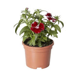 Dianthus (Any Color) - Plant