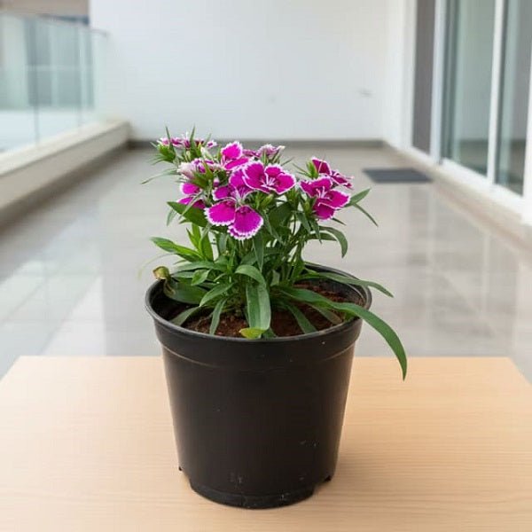 Dianthus (Pink White) Plant in 4 inch (10 cm) Pot