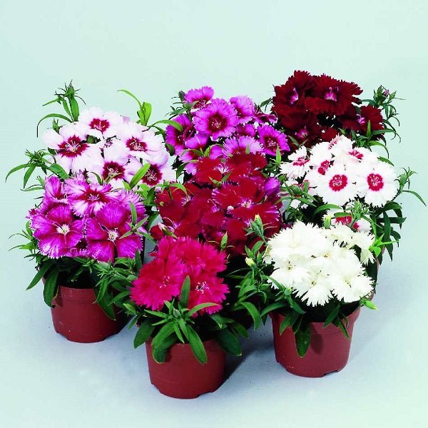 Set of 5 Beautiful Dianthus Plants