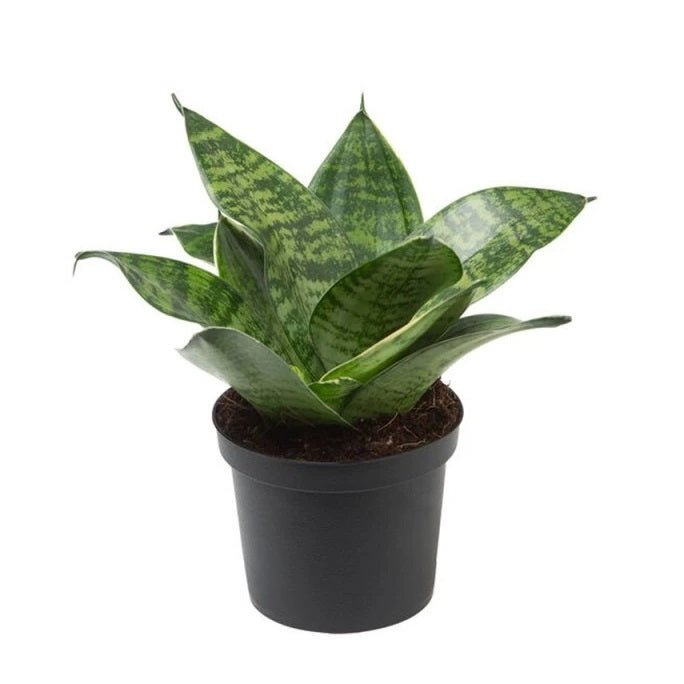 Sansevieria trifasciata Hahnii, Snake Plant in 4 inch Pot