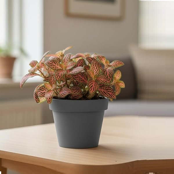 Fittonia Albivenis, Red Nerve Plant in 4 inch (10 cm) Pot