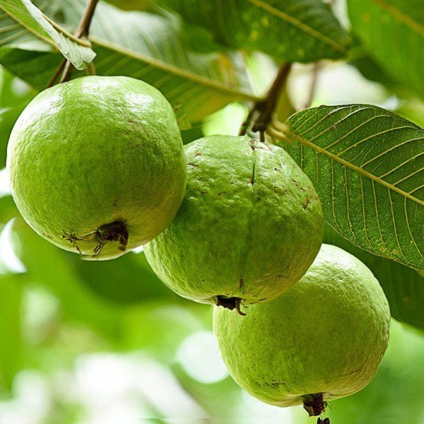 Guava Tree (Sardar L49, Grown through seeds) Plant in 10 inch Grow Bag