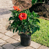 Hibiscus Red Plant in 6 inch Pot