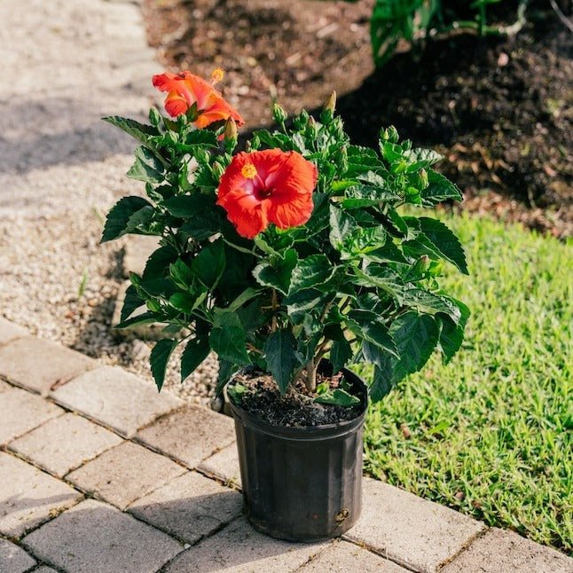 Hibiscus Red Plant in 6 inch Pot