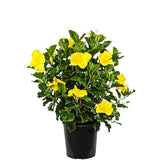 Hibiscus, Gudhal Flower (Yellow) - Plant