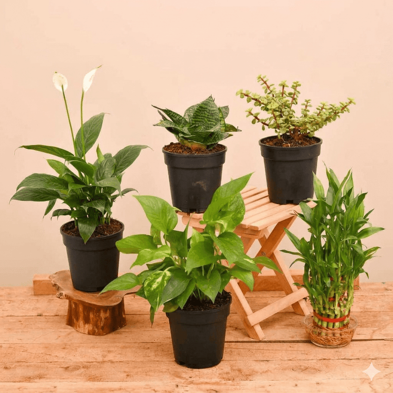 Top 5 Plants to Bring Goodluck