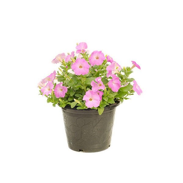 Petunia (Any Color) Plant in 5 inch Pot