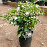 Kunda, Downy Jasmine - Plant