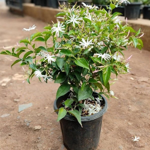 Kunda, Downy Jasmine - Plant