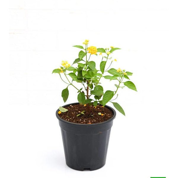 Lantana camara (Any Color) Plant in 10 inch Grow Bag