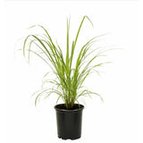 Lemon Grass Plant in 10 inch Grow Bag