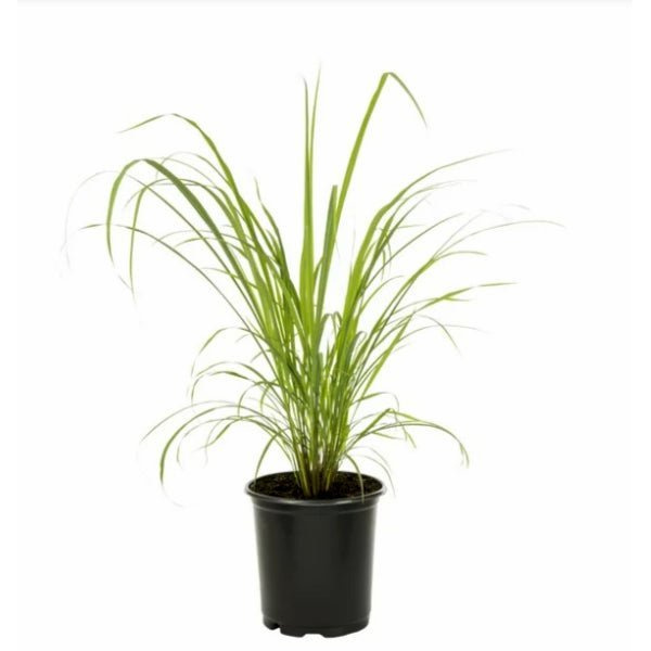Top 3 Mosquito Repellent Plants