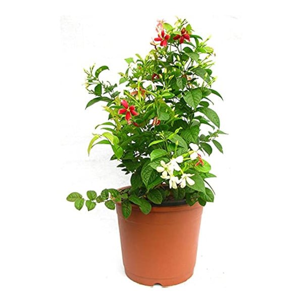 Madhumalti Dwarf, Rangoon Creeper - Plant