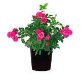 Miniature Rose, Button Rose (Any Color) Plant in 6 inch (13 cm) Grower Round Plastic Pot (Black)