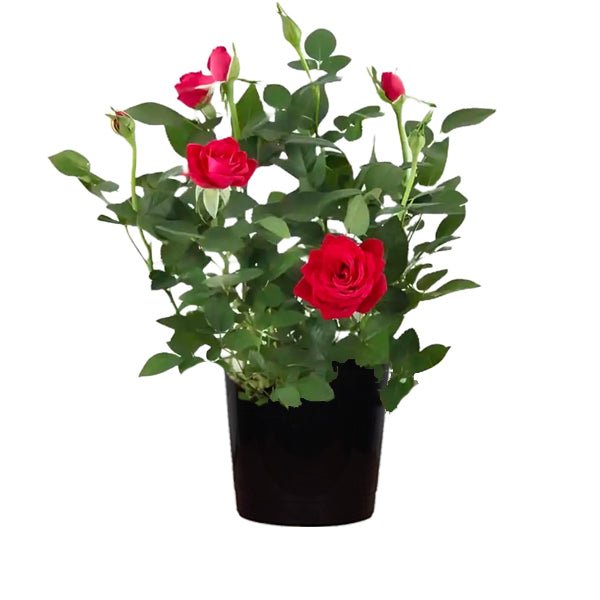 Miniature Rose, Button Rose (Red) Plant in 10 inch Grow Bag