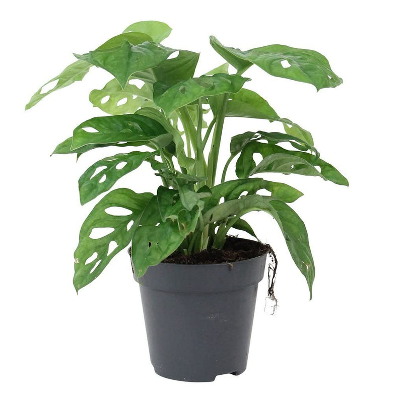 Philodendron Broken Heart, Monstera adansonii Plant in 4 inch (10 cm) Pot
