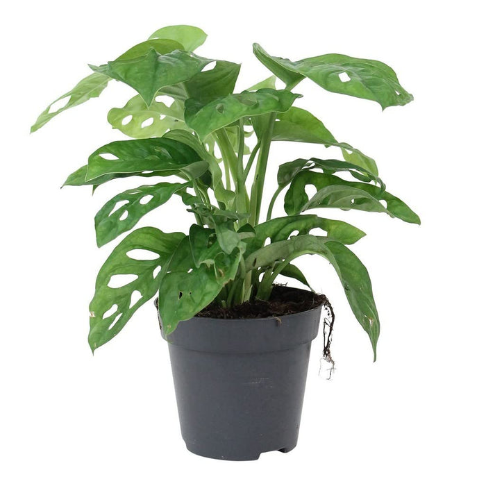 philodendron broken heart plant care Buy Philodendron Broken Heart, Monstera adansonii Plant in 4 inch (10 cm) Pot online from Nurserylive at lowest price