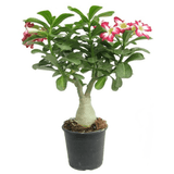 Adenium Plant, Desert Rose (Grafted, Any Color) - Plant