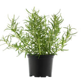 Rosemary - Plant
