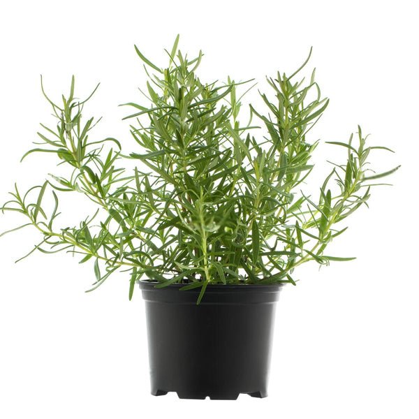 Rosemary - Plant