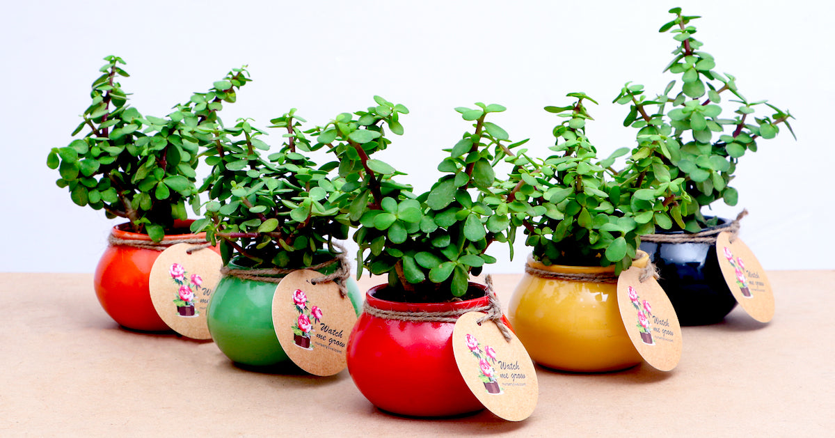 Nurserylive: a photo from its own site
