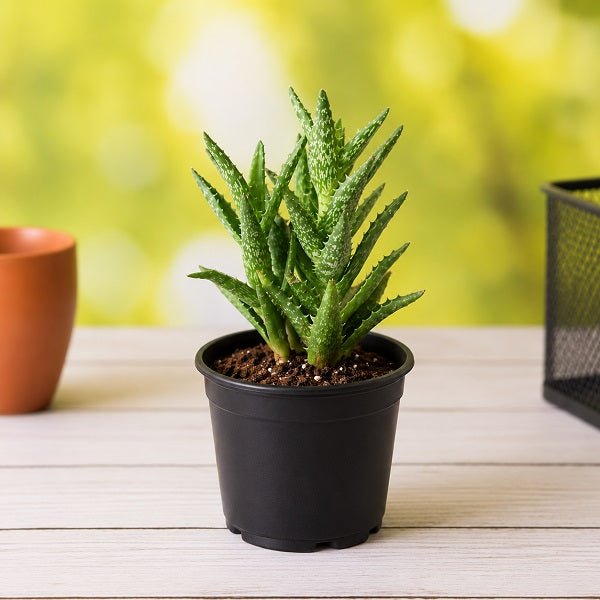 Aloe juvenna - Succulent Plant