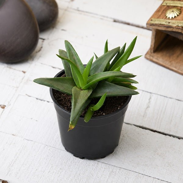 Alworthia Black Gem - Succulent Plant