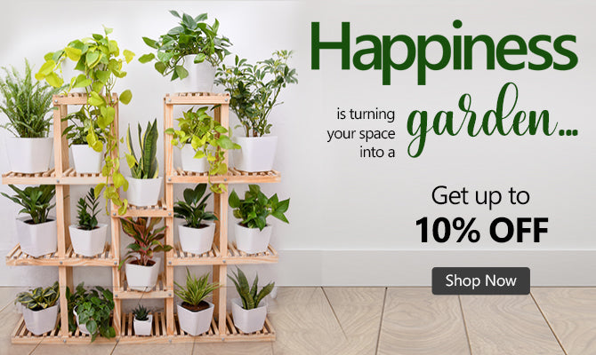Buy Plants, Pots, Garden Decor @ lowest — Nurserylive