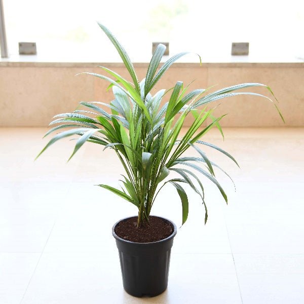 Areca Palm (Small) Plant in 4 inch Pot