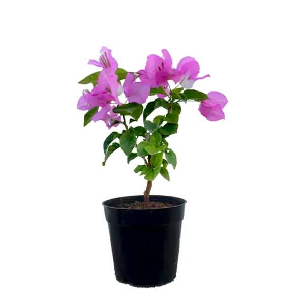 Bougainvillea Dwarf (Pink) Plant in 10 inch Grow Bag