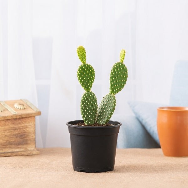Bunny Ear Cactus, Opuntia microdasys - Cactus Plant
