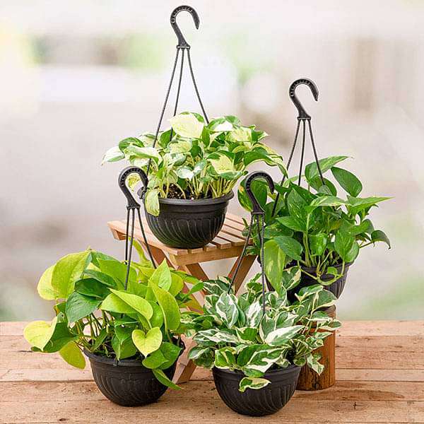 Buy 4 Money Plants in Hanging Baskets online from Nurserylive at lowest  price
