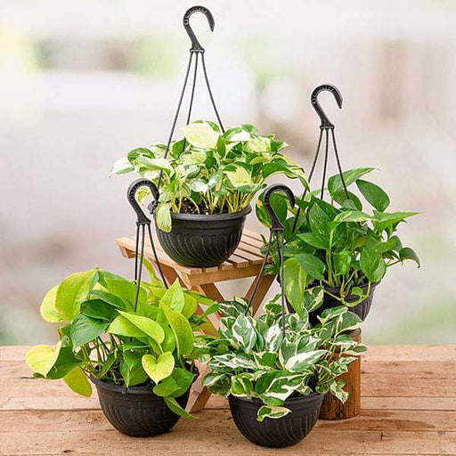 hanging plants in india Buy 4 Money Plants in Hanging Baskets online from Nurserylive at lowest price