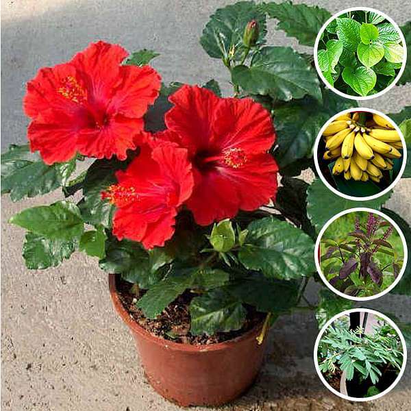 Best 5 Auspicious Plants for Ganesh Pooja